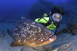 Lanzarote Dive Centre - Canary Islands. Grouper.